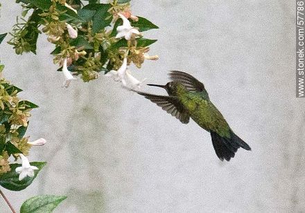 Hummingbird - Fauna - MORE IMAGES. Photo #57786