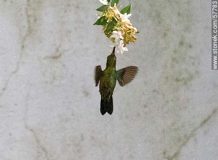 Hummingbird - Fauna - MORE IMAGES. Photo #57783
