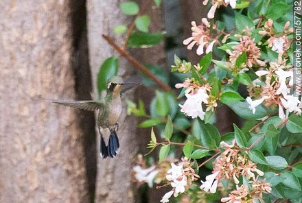 Hummingbird - Fauna - MORE IMAGES. Photo #57782