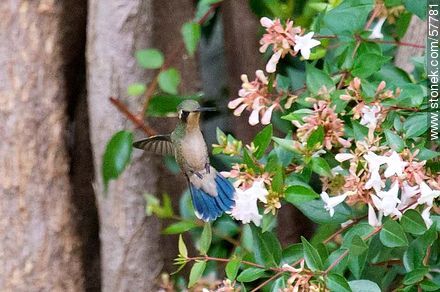 Hummingbird - Fauna - MORE IMAGES. Photo #57781