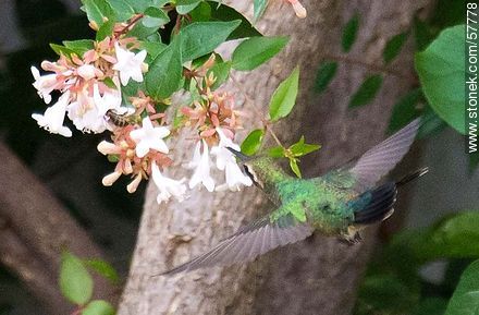 Hummingbird - Fauna - MORE IMAGES. Photo #57778