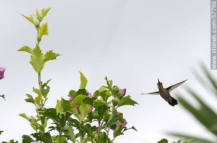 Hummingbird - Fauna - MORE IMAGES. Photo #57769