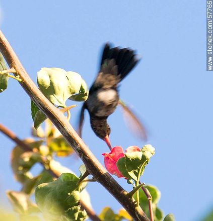 Hummingbird - Fauna - MORE IMAGES. Photo #57765