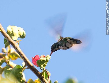 Hummingbird - Fauna - MORE IMAGES. Photo #57764