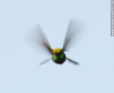 Hummingbird - Fauna - MORE IMAGES. Photo #57763