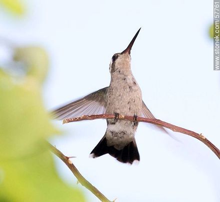 Hummingbird - Fauna - MORE IMAGES. Photo #57761