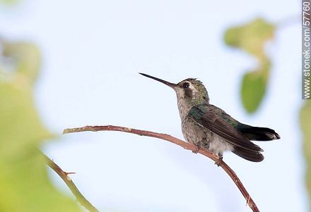 Hummingbird - Fauna - MORE IMAGES. Photo #57760