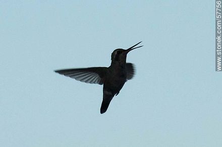 Hummingbird - Fauna - MORE IMAGES. Photo #57756