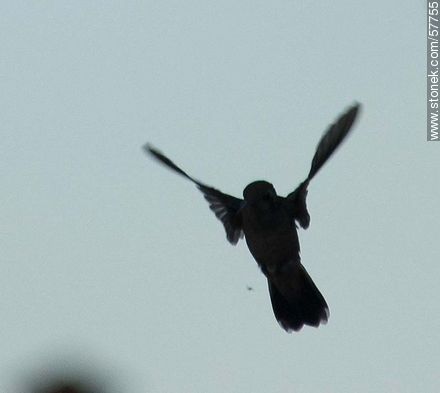Hummingbird - Fauna - MORE IMAGES. Photo #57755
