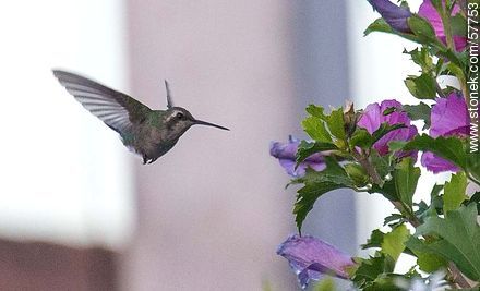 Hummingbird - Fauna - MORE IMAGES. Photo #57753