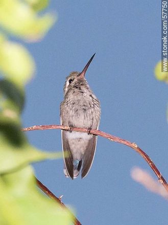 Hummingbird - Fauna - MORE IMAGES. Photo #57750