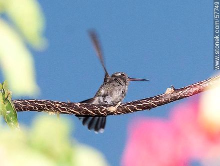 Hummingbird - Fauna - MORE IMAGES. Photo #57749