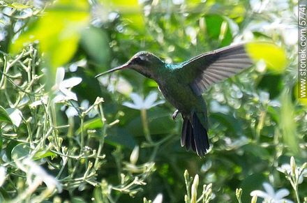Hummingbird - Fauna - MORE IMAGES. Photo #57741