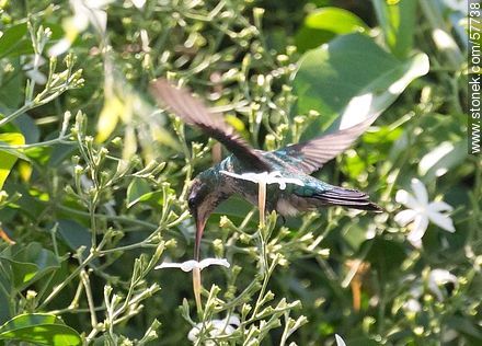Hummingbird - Fauna - MORE IMAGES. Photo #57738