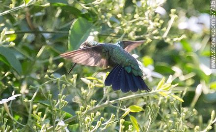 Hummingbird - Fauna - MORE IMAGES. Photo #57735