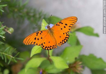 Spotted vanillae agraulis butterfly - Fauna - MORE IMAGES. Photo #57888