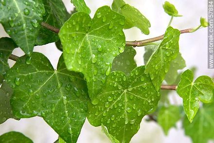 Wet ivy leaves - Flora - MORE IMAGES. Photo #57884
