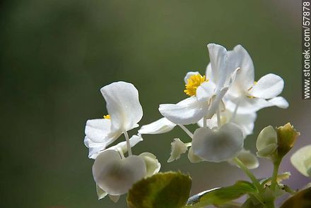 White begonia - Flora - MORE IMAGES. Photo #57878