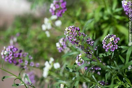 Alyssum maritimum violet - Flora - MORE IMAGES. Photo #57868