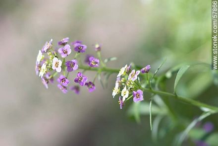 Aliso violeta - Flora - IMÁGENES VARIAS. Foto No. 57866