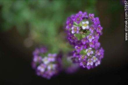 Alyssum maritimum violet - Flora - MORE IMAGES. Photo #57857