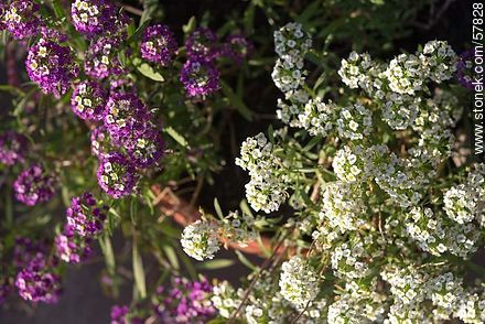 Aliso blanco y violeta - Flora - IMÁGENES VARIAS. Foto No. 57828