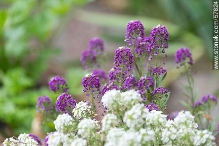 Alyssum maritimum white and violet - Flora - MORE IMAGES. Photo #57824
