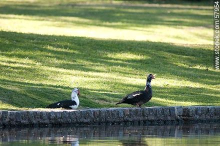 Muscovy ducks in Parque Rivera - Department of Montevideo - URUGUAY. Photo #57954