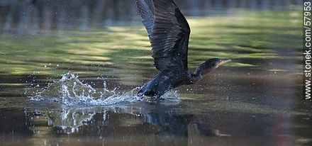 Biguá levantando vuelo en el lago del Parque Rivera - Fauna - IMÁGENES VARIAS. Foto No. 57953