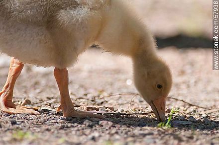 Goose chick. - Fauna - MORE IMAGES. Photo #57938