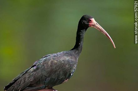Bare-faced Ibis in Parque Rivera - Fauna - MORE IMAGES. Photo #57921