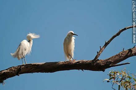 Snowy Egrets - Fauna - MORE IMAGES. Photo #57917
