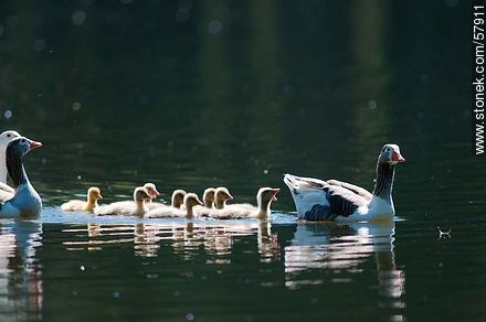 Goose Family at the lake of Parque Rivera - Fauna - MORE IMAGES. Photo #57911