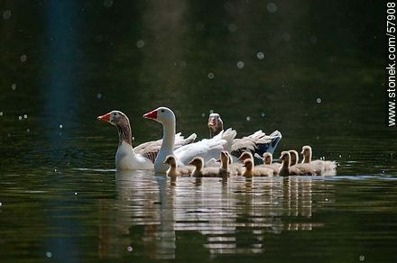 Familia Ganso en el lago del Parque Rivera - Fauna - IMÁGENES VARIAS. Foto No. 57908