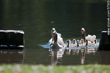 Goose Family at the lake of Parque Rivera - Fauna - MORE IMAGES. Photo #57905