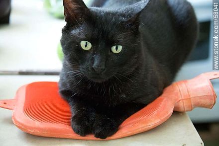 Gato negro con bolsa de agua caliente - Fauna - IMÁGENES VARIAS. Foto No. 58041