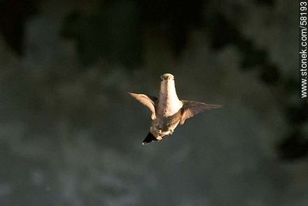 Hummingbird in flight - Fauna - MORE IMAGES. Photo #58193