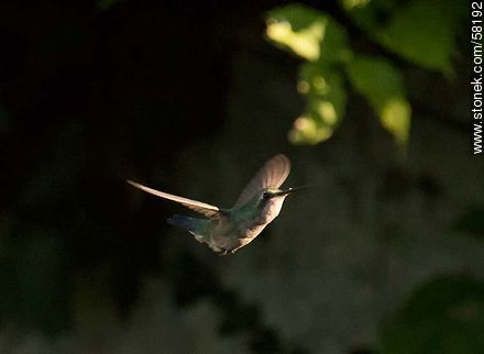 Hummingbird in flight - Fauna - MORE IMAGES. Photo #58192