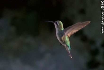 Hummingbird in flight - Fauna - MORE IMAGES. Photo #58190