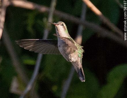 Hummingbird in flight - Fauna - MORE IMAGES. Photo #58187