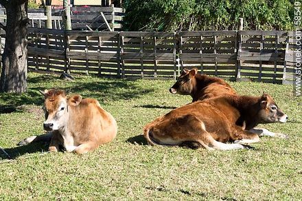 Tambo Lapataia. Jersey cattle. - Department of Maldonado - URUGUAY. Photo #58549
