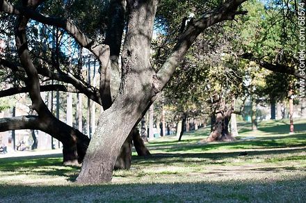 Parque de Villa Biarritz - Department of Montevideo - URUGUAY. Photo #58574