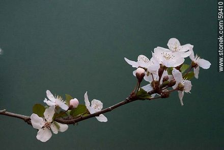 Garden Plum blossoms in late August in the Southern Hemisphere - Flora - MORE IMAGES. Photo #59410