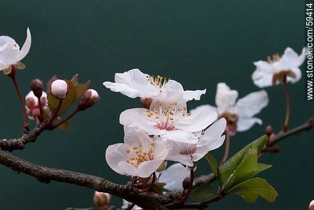 Garden Plum blossoms in late August in the Southern Hemisphere - Flora - MORE IMAGES. Photo #59414
