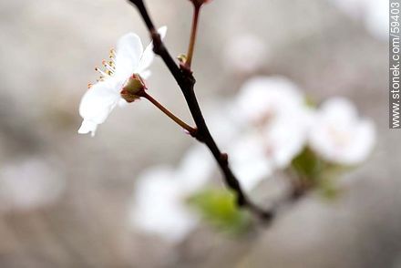 Garden Plum blossoms in late August in the Southern Hemisphere - Flora - MORE IMAGES. Photo #59403