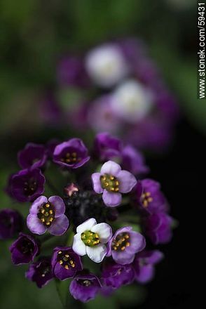 Alder plants flower in violet and white combination - Stonek Fotografía -  Photo #59431