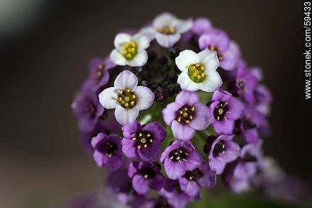 Alder plants flower in violet and white combination - Stonek Fotografía -  Photo #59433