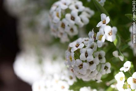 White Alder plants flower - Flora - MORE IMAGES. Photo #59430
