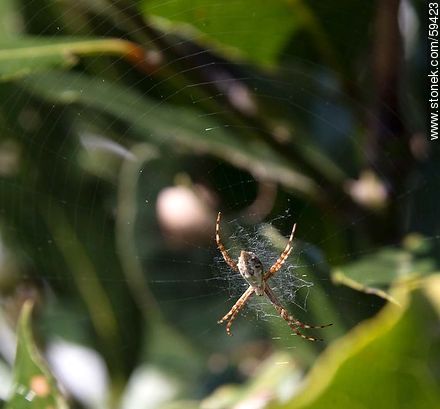 Spider - Fauna - MORE IMAGES. Photo #59423