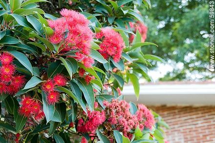 Red flowers of Eucalyptus - Flora - MORE IMAGES. Photo #59843